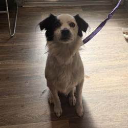 Shelter Stray Male Dog last seen Altadena Avenue, San Diego, CA, 92105, 5500 Gaines St, San Diego, CA 92110, USA