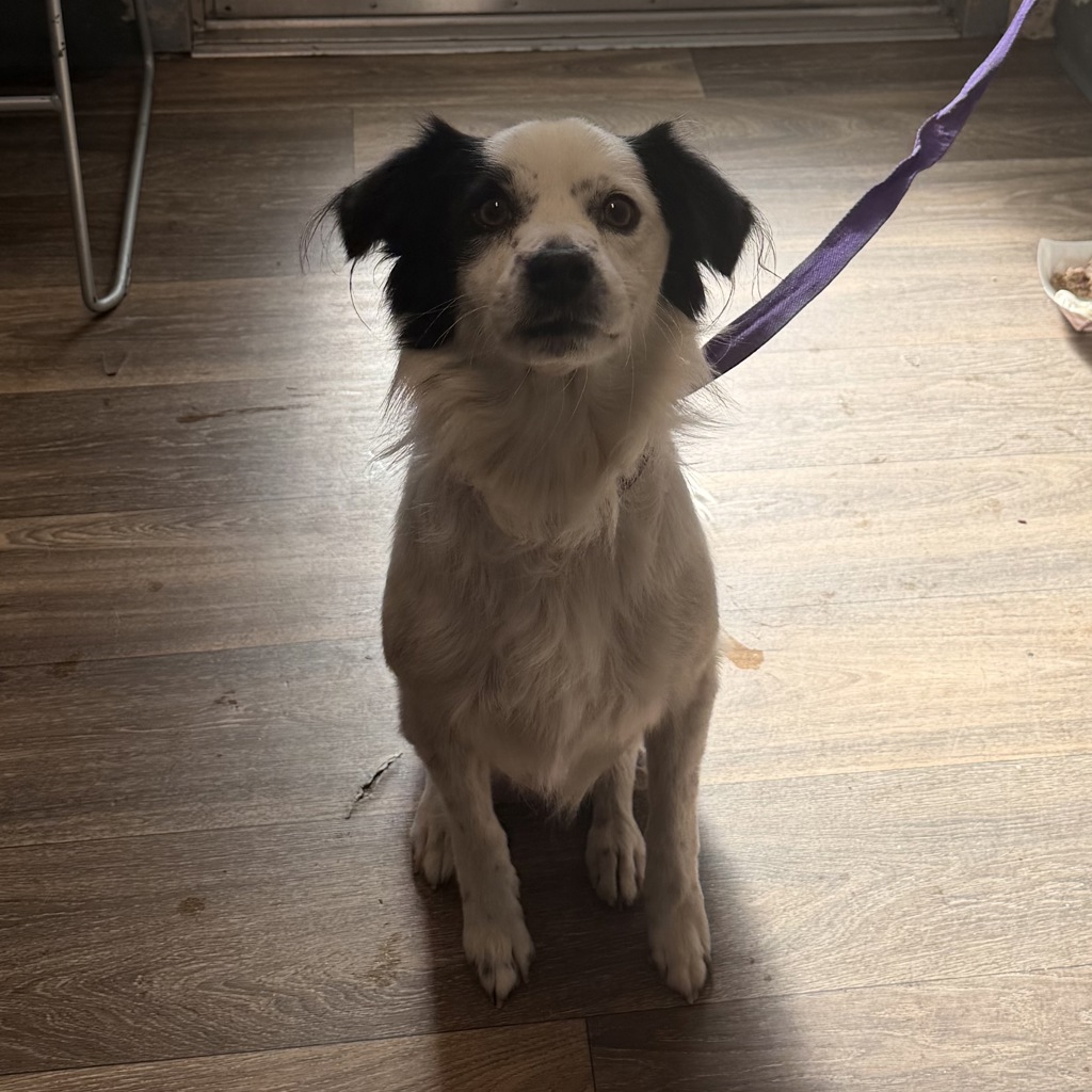 Shelter Stray Male Dog last seen Altadena Avenue, San Diego, CA, 92105, 5500 Gaines St, San Diego, CA 92110, USA