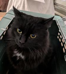 Shelter Stray Male Cat last seen ., San Diego, CA, 92104, 5500 Gaines St, San Diego, CA 92110, USA