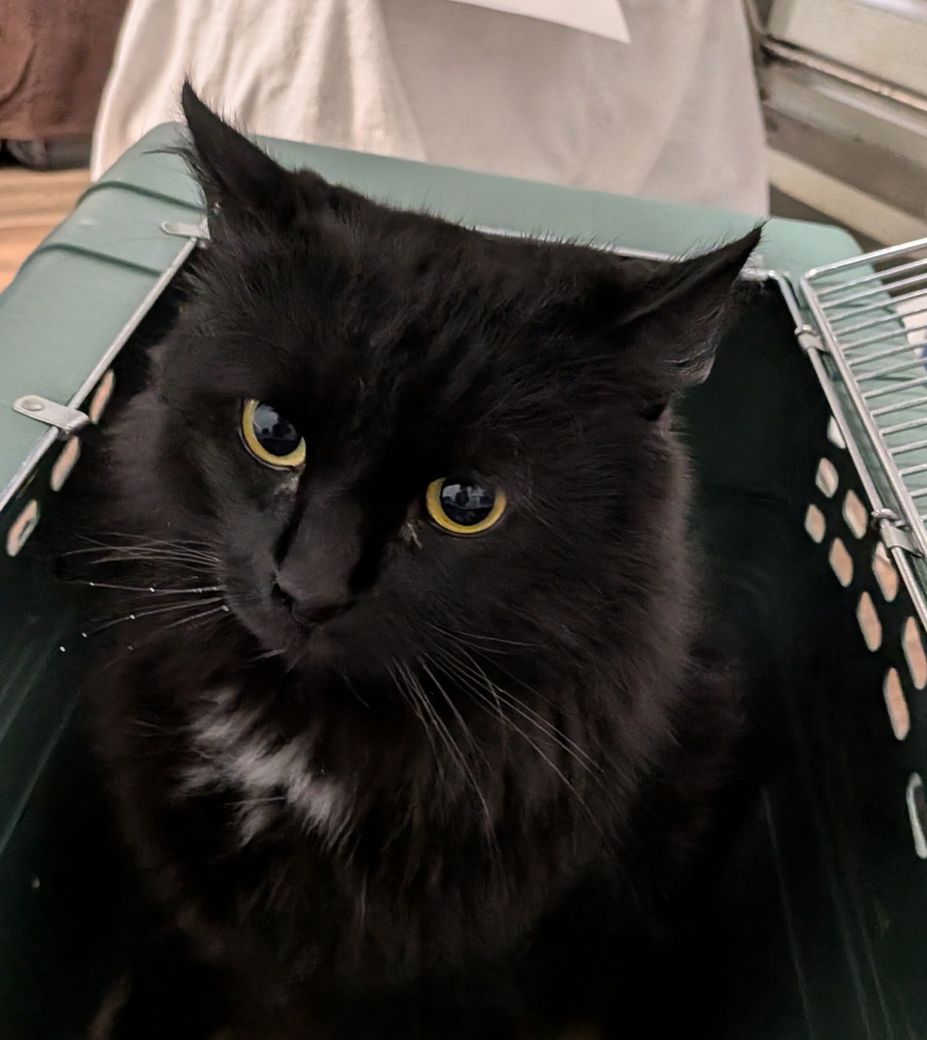 Shelter Stray Male Cat last seen ., San Diego, CA, 92104, 5500 Gaines St, San Diego, CA 92110, USA
