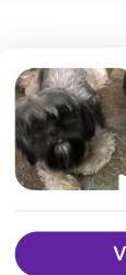 Lost Female Dog last seen Halifax, Austin, TX 78753