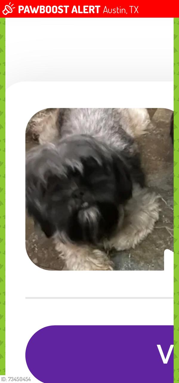 Lost Female Dog last seen Halifax, Austin, TX 78753