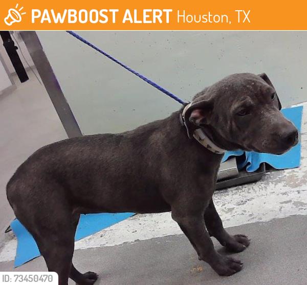 Found/Stray Female Dog last seen Winkler 77017, Houston, TX 77017