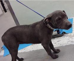 Found/Stray Female Dog last seen Winkler 77017, Houston, TX 77017