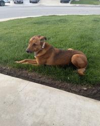 Lost Male Dog last seen Yellowstone circle and Eucalyptus, Chino, CA 91710