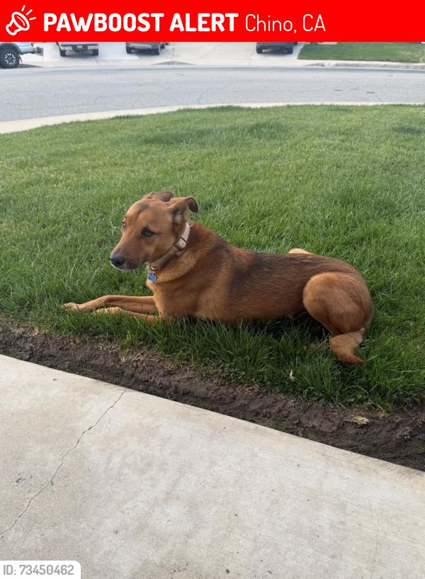 Lost Male Dog last seen Yellowstone circle and Eucalyptus, Chino, CA 91710