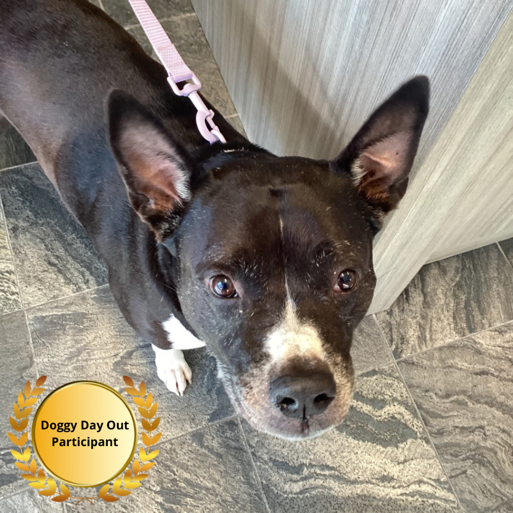 Shelter Stray Female Dog last seen , 3607 N Armenia Ave, Tampa, FL 33607, USA