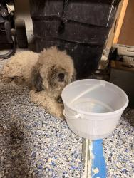 Found/Stray Female Dog last seen Behind Connally Middle School, San Antonio, TX 78250