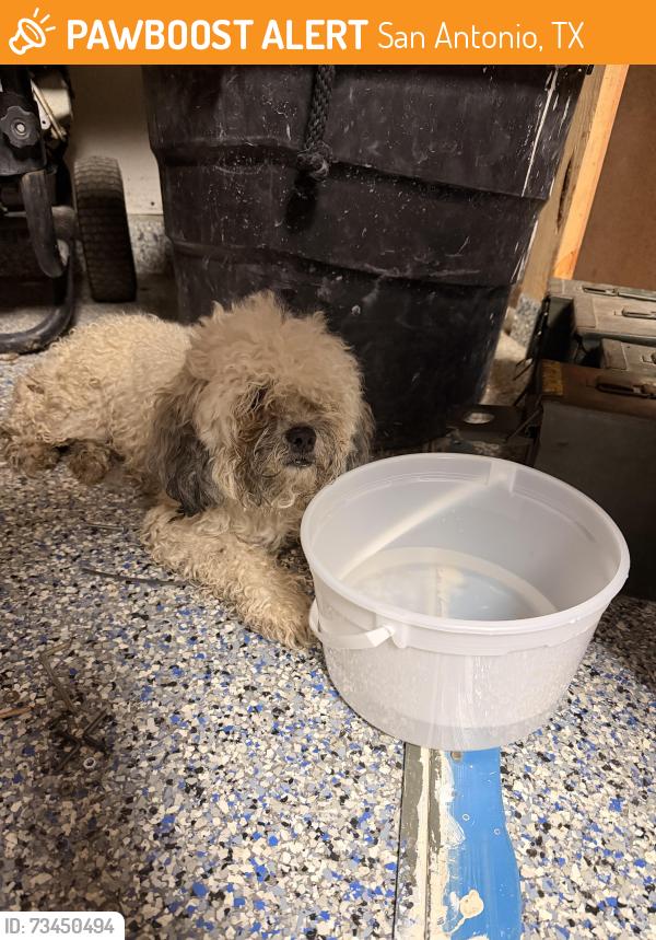 Found/Stray Female Dog last seen Behind Connally Middle School, San Antonio, TX 78250