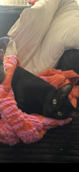 Lost Female Cat last seen Austin hwy and rittaman, San Antonio, TX 78209