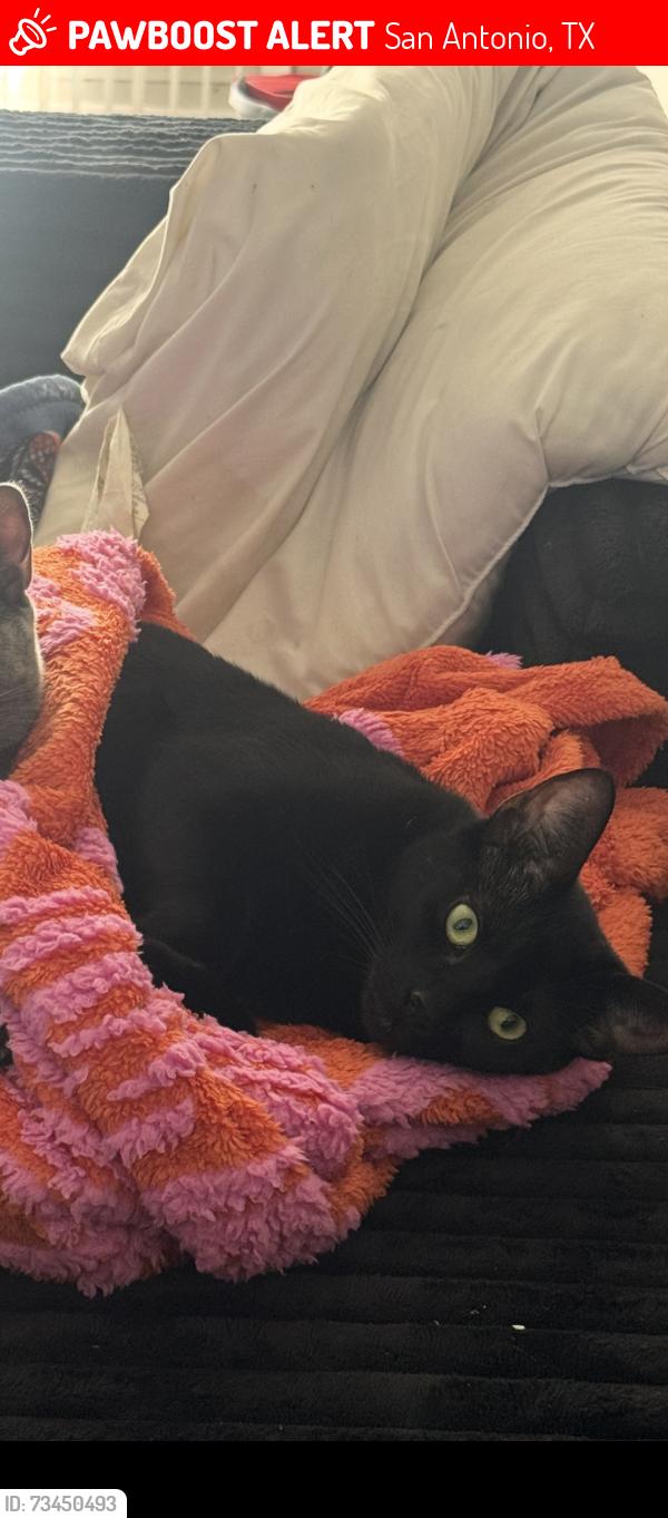 Lost Female Cat last seen Austin hwy and rittaman, San Antonio, TX 78209