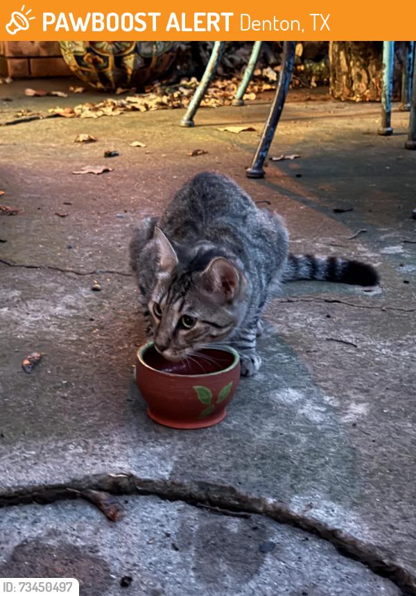 Found/Stray Unknown Cat last seen Southridge and Pennsylvania, Denton, TX 76205