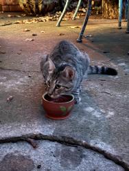 Found/Stray Unknown Cat last seen Southridge and Pennsylvania, Denton, TX 76205