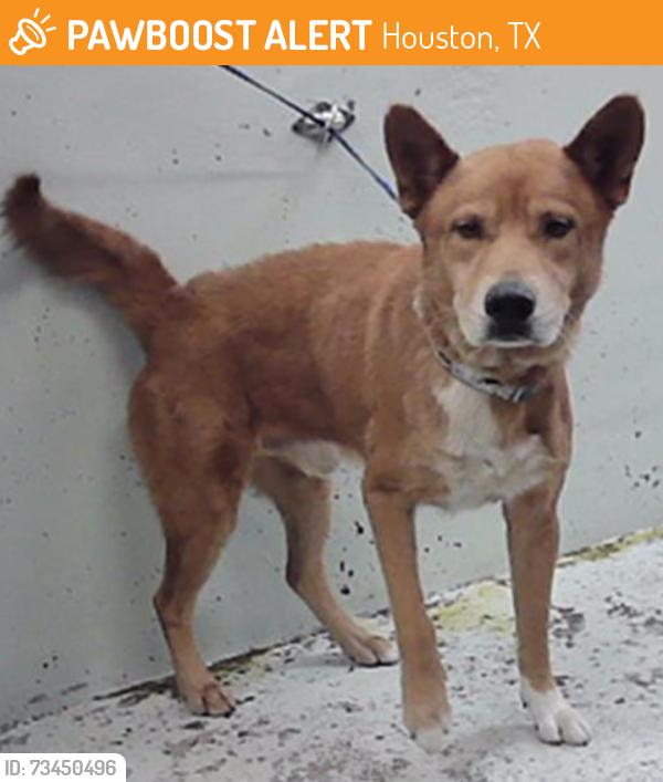 Found/Stray Male Dog last seen Neyland St 77022, Houston, TX 77022