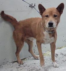 Found/Stray Male Dog last seen Neyland St 77022, Houston, TX 77022