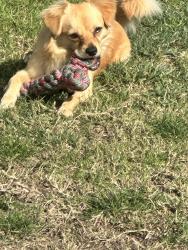 Lost Male Dog last seen Kemp Ave and Raymond St towards Compton Airport, Compton, CA 90220