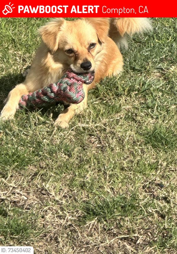 Lost Male Dog last seen Kemp Ave and Raymond St towards Compton Airport, Compton, CA 90220
