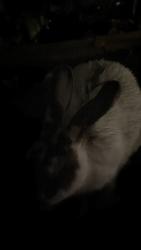 Found/Stray Unknown Rabbit last seen 5th, Cape Coral, FL 33990