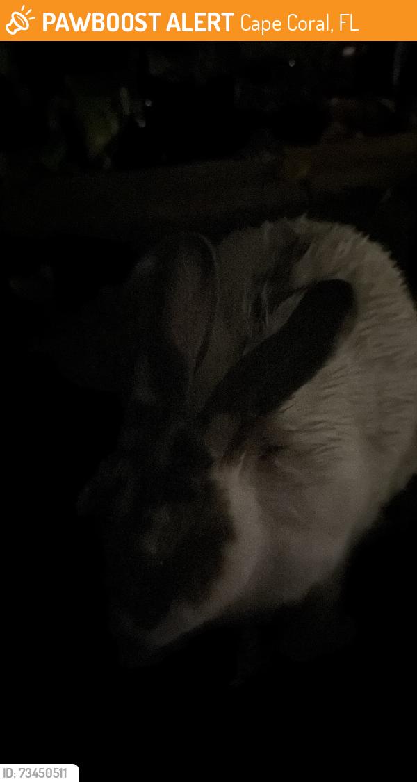 Found/Stray Unknown Rabbit last seen 5th, Cape Coral, FL 33990
