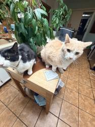 Lost Male Cat last seen Vegas dr /Torrey pines, Las Vegas, NV 89108