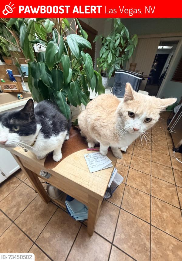 Lost Male Cat last seen Vegas dr /Torrey pines, Las Vegas, NV 89108