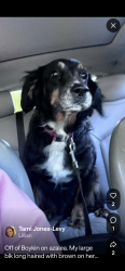 Reunited Female Dog last seen Boykin rd, Lillian, AL 36549
