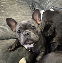 Lost Female Dog last seen Santa Fe, Dallas, TX 75223