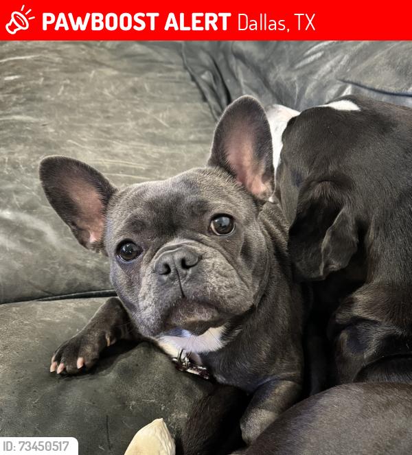 Lost Female Dog last seen Santa Fe, Dallas, TX 75223
