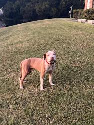 Found/Stray Male Dog last seen Trade and E Glenn A e, Winston-Salem, NC 27105