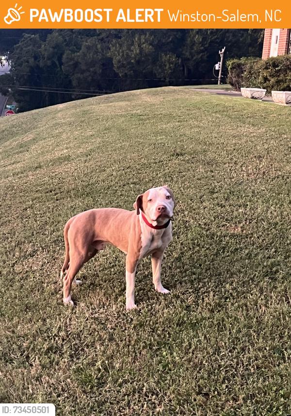 Found/Stray Male Dog last seen Trade and E Glenn A e, Winston-Salem, NC 27105