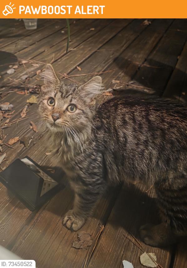 Found/Stray Male Cat last seen Stoney Point Lane and Three Dog Road, Lake Murray of Richland, SC 29036