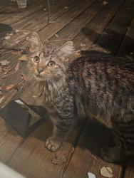 Found/Stray Male Cat last seen Stoney Point Lane and Three Dog Road, Lake Murray of Richland, SC 29036