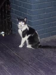 Found/Stray Unknown Cat last seen Arnold NW, Canton, OH 44703