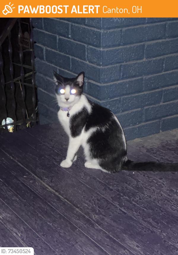 Found/Stray Unknown Cat last seen Arnold NW, Canton, OH 44703