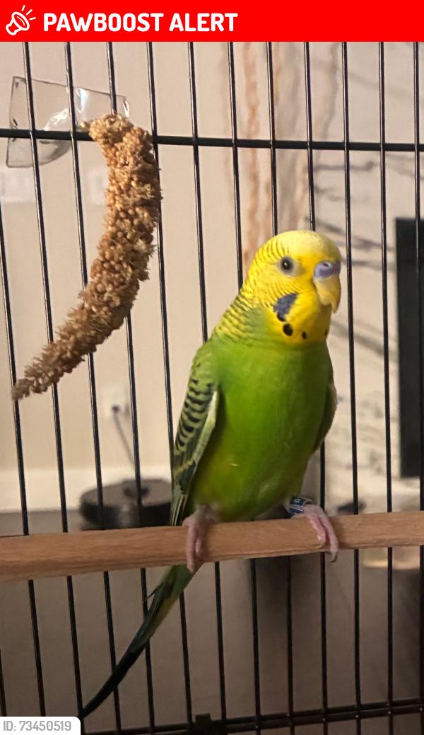 Lost Male Bird last seen Melody dr and imperial pl, Rancho Cucamonga, CA 91739