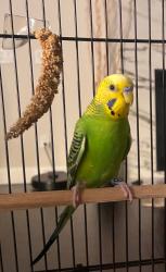 Lost Male Bird last seen Melody dr and imperial pl, Rancho Cucamonga, CA 91739