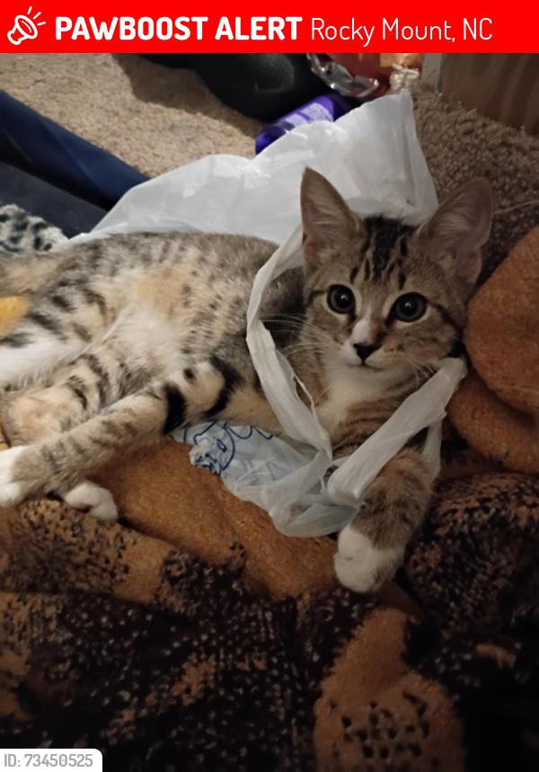 Lost Female Cat last seen Near edgecombe st Apt d, Rocky Mount, NC 27801