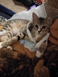 Lost Female Cat last seen Near edgecombe st Apt d, Rocky Mount, NC 27801