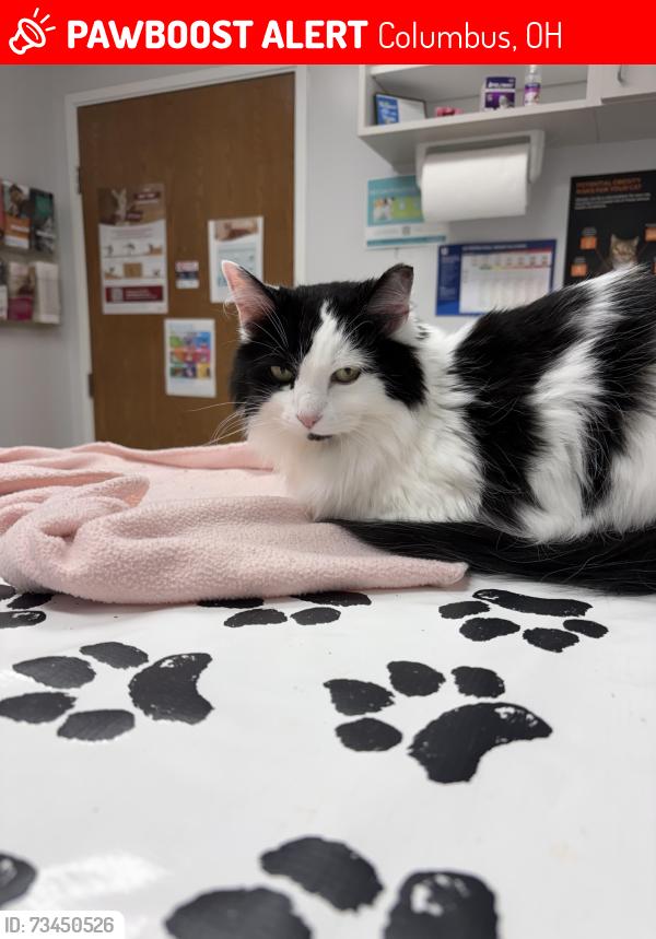 Lost Female Cat last seen Folkestone Road, Columbus, OH 43220