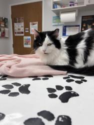 Lost Female Cat last seen Folkestone Road, Columbus, OH 43220