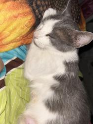 Lost Female Cat last seen W griffin parkway, Mission, TX 78574
