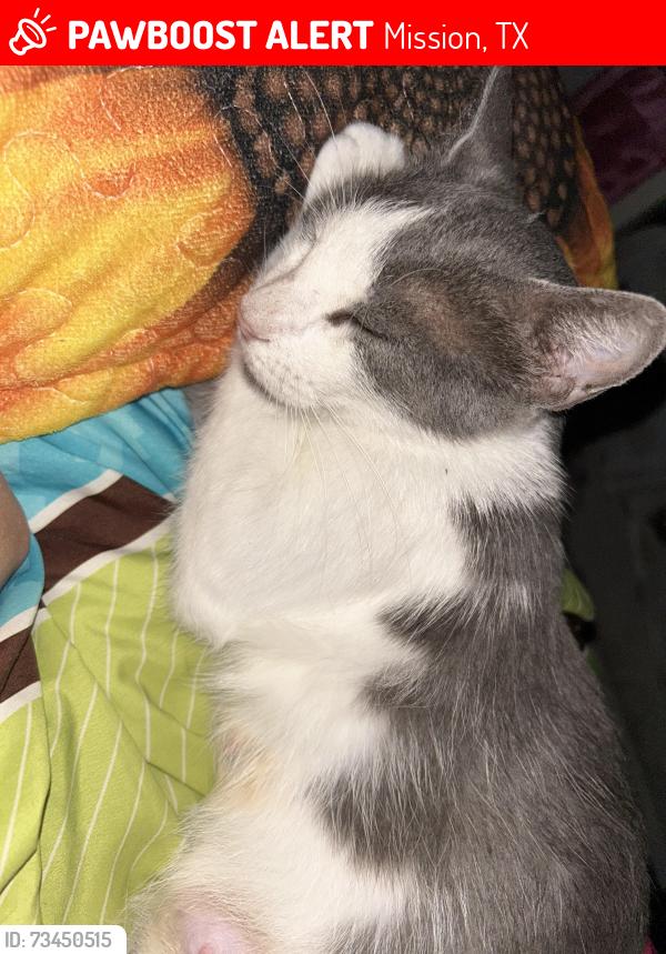 Lost Female Cat last seen W griffin parkway, Mission, TX 78574