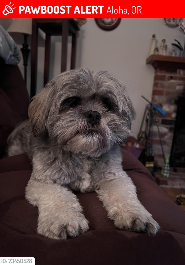 Lost Male Dog last seen Butternut st and Jaylee st, Aloha, OR 97078