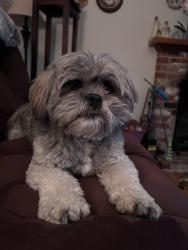 Lost Male Dog last seen Butternut st and Jaylee st, Aloha, OR 97078
