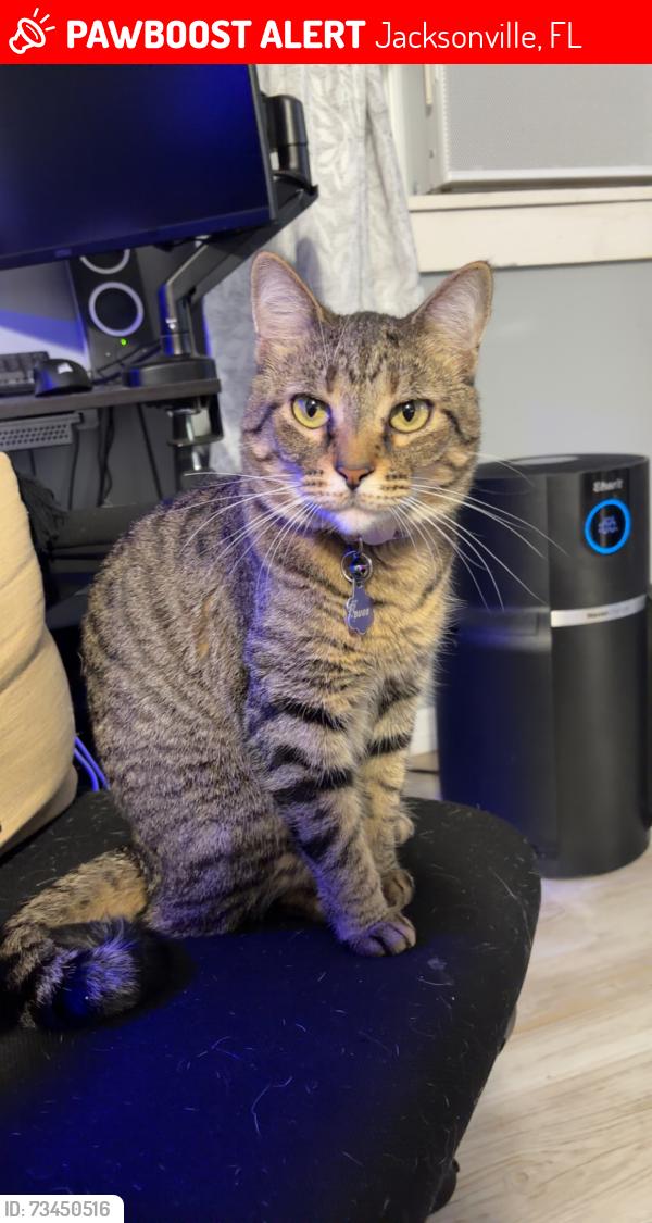 Lost Female Cat last seen Trout River Road, Jacksonville, FL 32219
