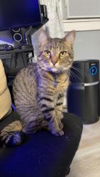 Lost Female Cat last seen Trout River Road, Jacksonville, FL 32219