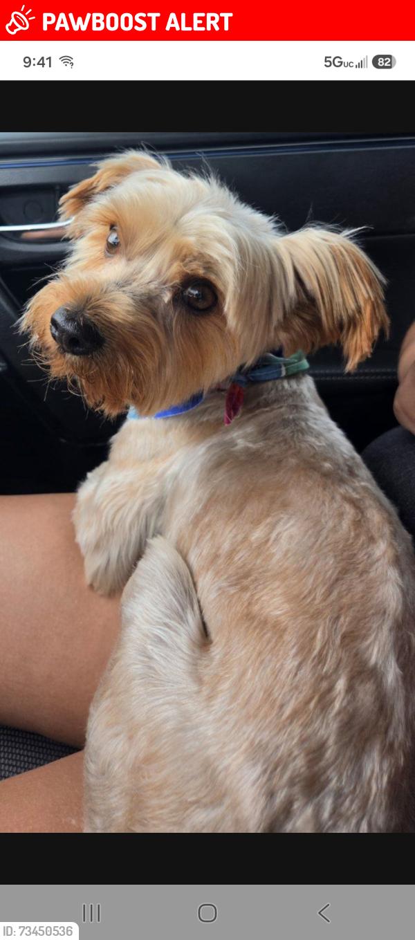 Lost Male Dog last seen 76th st and Hooper Ave, Florence-Graham, CA 90001