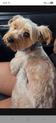 Lost Male Dog last seen 76th st and Hooper Ave, Florence-Graham, CA 90001