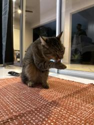 Reunited Female Cat last seen Brookstone neighborhood on maguire, Ocoee, FL 34761