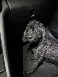 Found/Stray Unknown Dog last seen Winchester near Dairy Corner, Preston, TX 75076